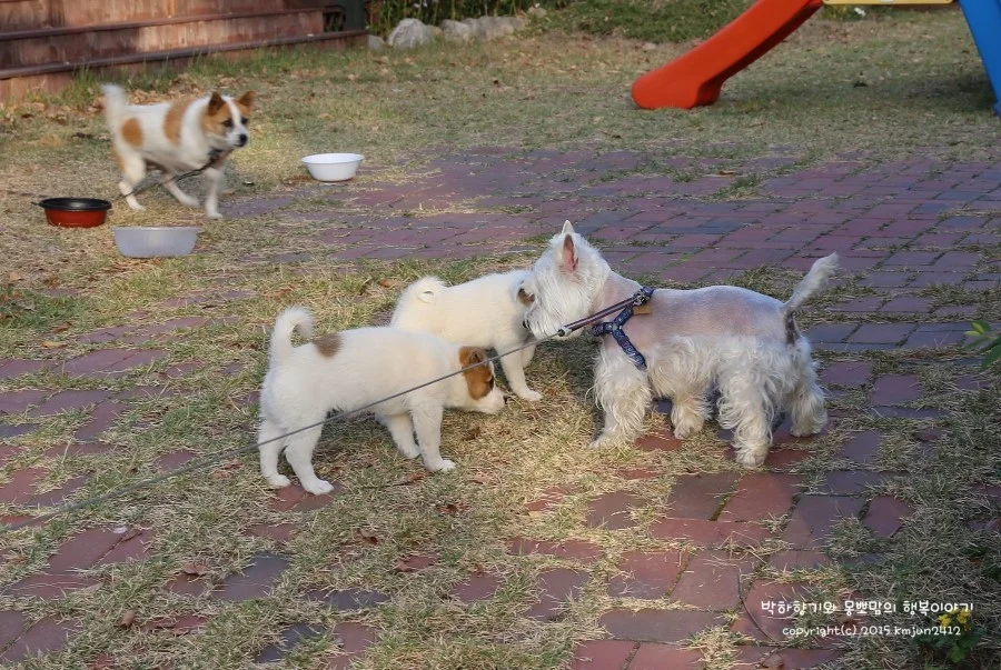 Gyeongju Lohas pet Pension 이미지 18