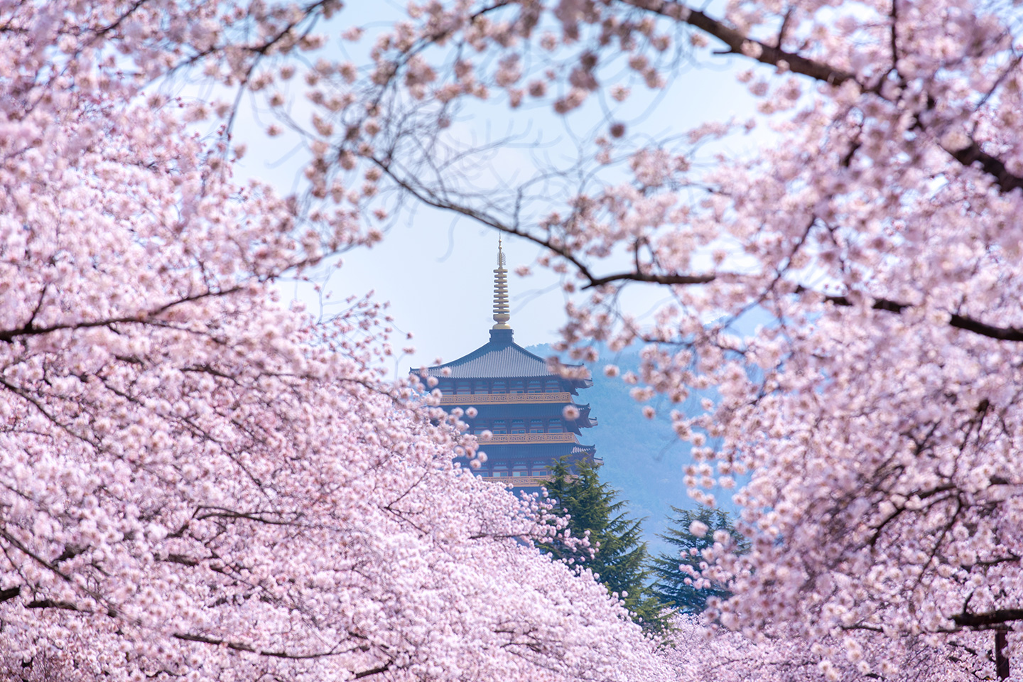 경주 벚꽃