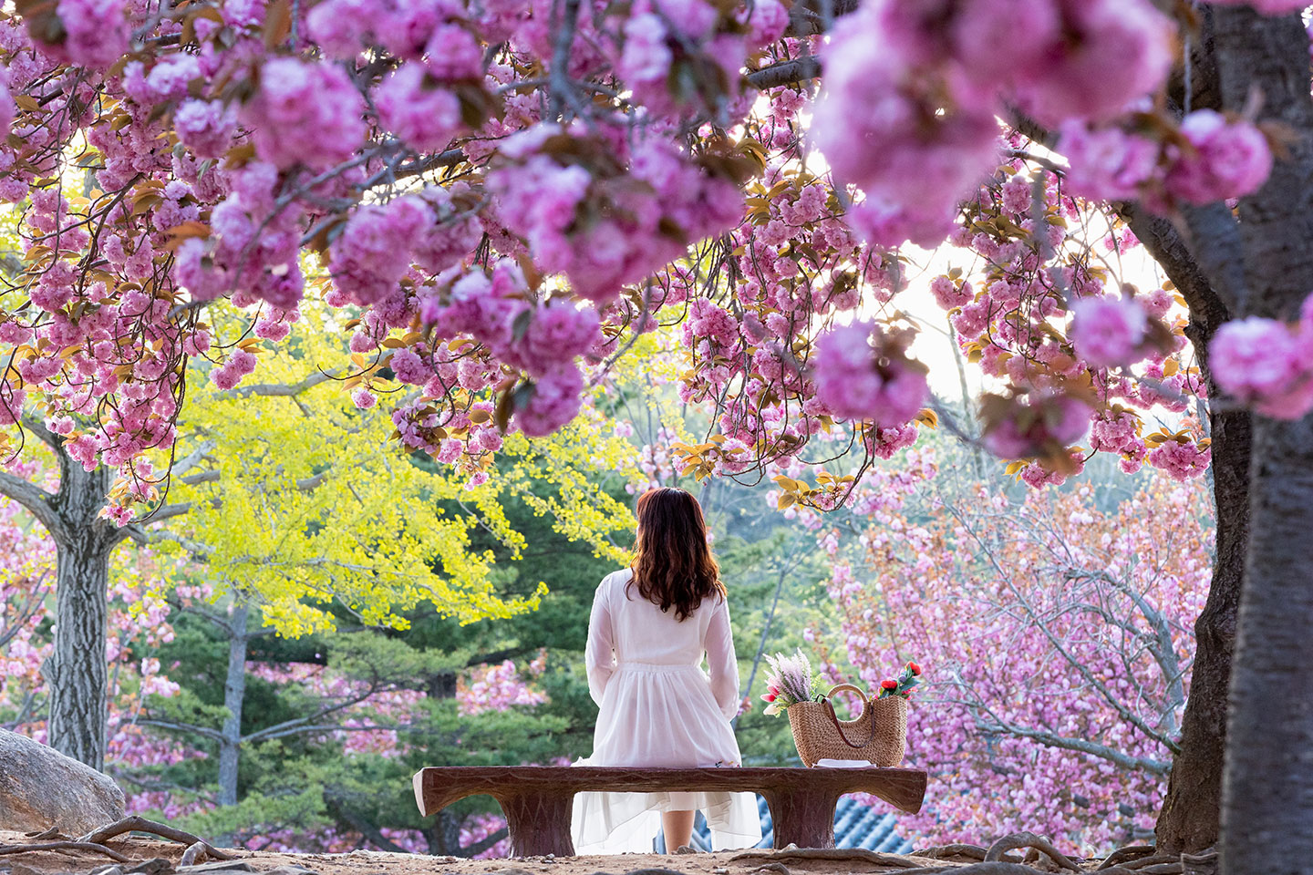 경주 불국사 겹벚꽃