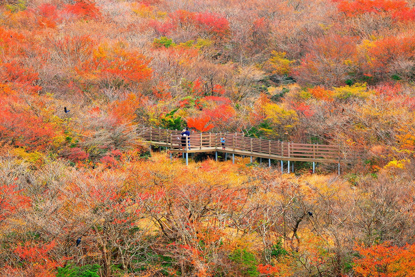 한라산 천백고지 단풍
